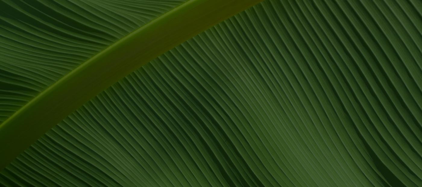 image of leaf
